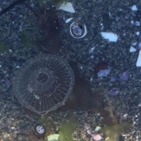Release of BLESSED EARTH CRYSTAL in the Pacific Ocean off Vancouver Island... blessed by a Jellyfish