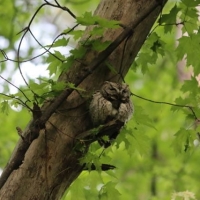 We released a BLESSED EARTH CRYSTAL under the tree that blessed with Sacred Ancient Wisdom Screech Owl