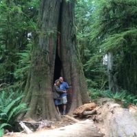 Connecting with Sacred Ancient with 300 to 800 year old trees,  Cathedral Grove, Vancouver Island
