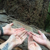 Released our BLESSED EARTH CRYSTALS at the foot of Canada's oldest tree - 800 years old - in Cathedral Grove, Vancouver Island