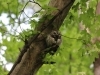 We released a BLESSED EARTH CRYSTAL under the tree that blessed with Sacred Ancient Wisdom Screech Owl