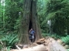 Connecting with Sacred Ancient with 300 to 800 year old trees,  Cathedral Grove, Vancouver Island