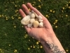 Releasing our BLESSED EARTH CRYSTALS in Long Island, NY, USA