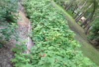 Fresh Raspberries