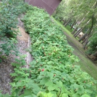 Fresh Raspberries