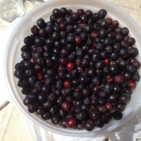 Saskatoon Berries