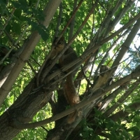 Squirrel !!!