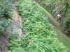 Fresh Raspberries