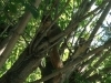 Squirrel !!!