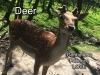 7 deer