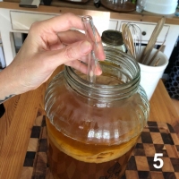 Kombucha Scoby 5