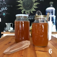 Kombucha Scoby 6