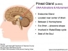 Pineal-Gland-DNA