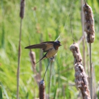 Barn Swallow