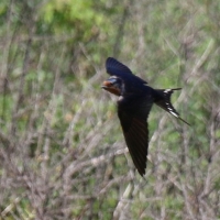 Barn Swallow