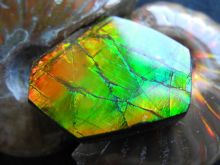 Ammolite