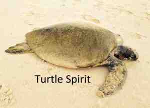 Turtle_Spirit_RT