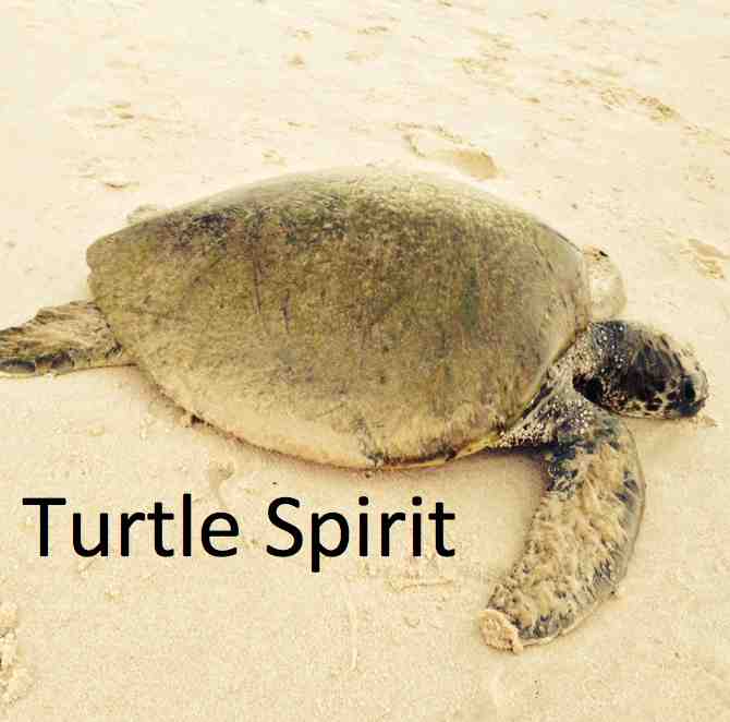 Turtle_Spirit_Sq