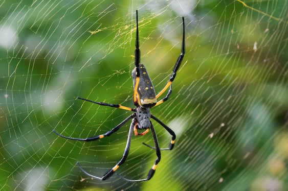 Golden_Orb_Weaver_Spider