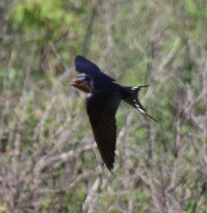 barn-swallow-flight