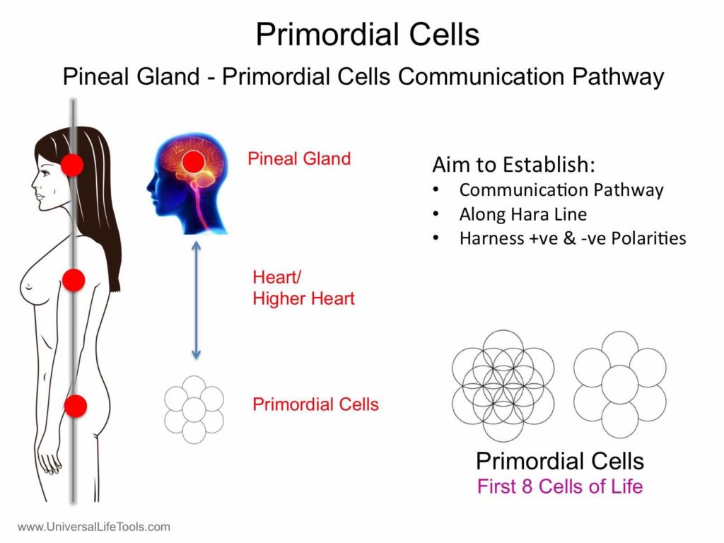 Primordial Cells Communication Pathway