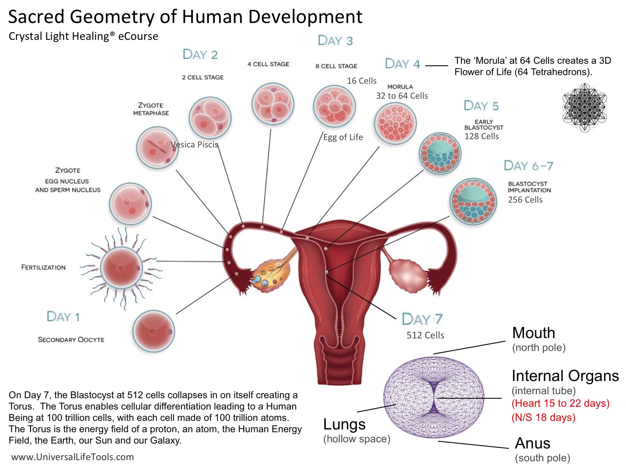 sacred-geometry-human-cell-development