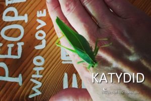 katydid-animal-spirit-meaning