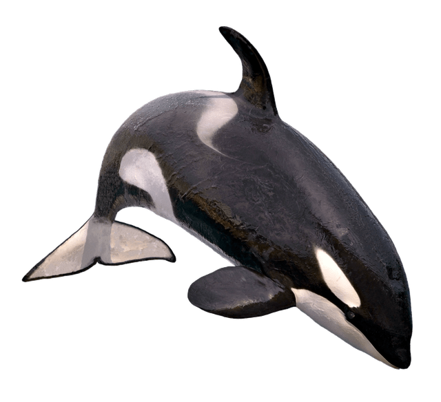 whale
