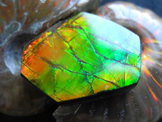 Ammolite 1