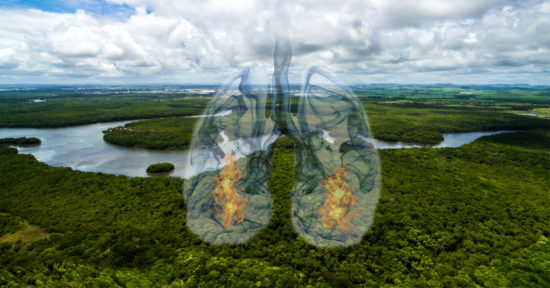 Amazon Rainforest Lungs of the Earth blg nw Amazon Rainforest Lungs of the Earth blg nw