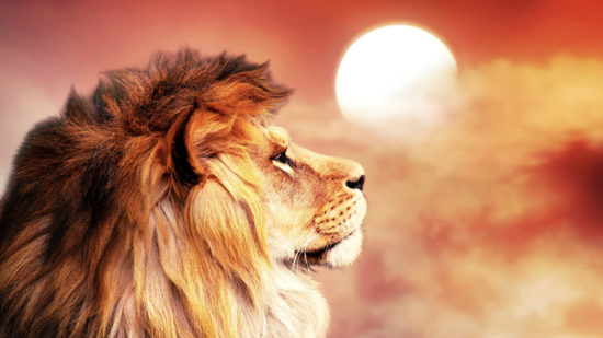 Lions Gateway 2020 Portal of Light 8 8 Lions Gateway 2020 Portal of Light 8 8
