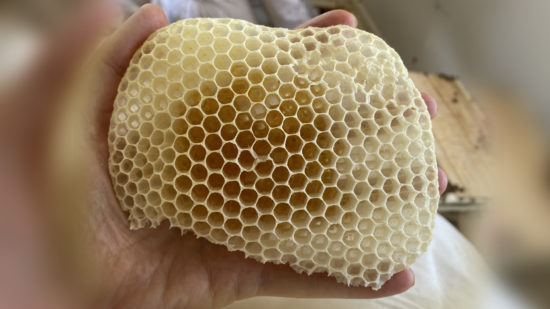Wisdom of HoneyBees & the Prayer of Life
