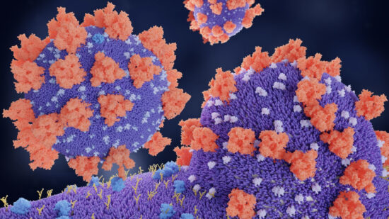 Spike Proteins COVID Vaccines Binding of the coronavirus spike protein(red) to an ACE2 receptor (blue) on a human cell is the first step to the penetration of the virus in the cell.