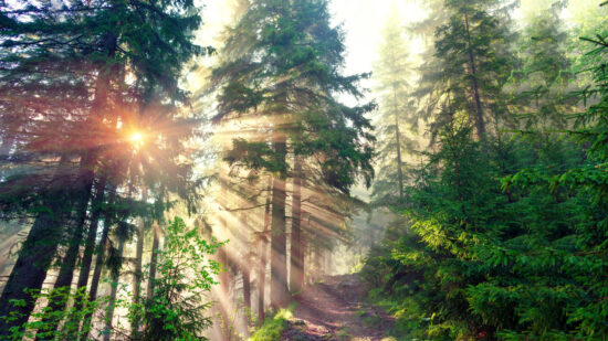 Truth makes all things Beautiful