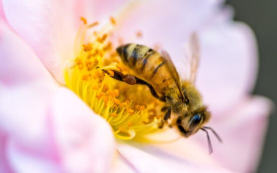 world bee day 20 May 2023 lng