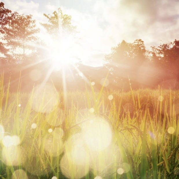 Sunrise and bokeh over paddy rice field. Paddy field farming at sunrise.